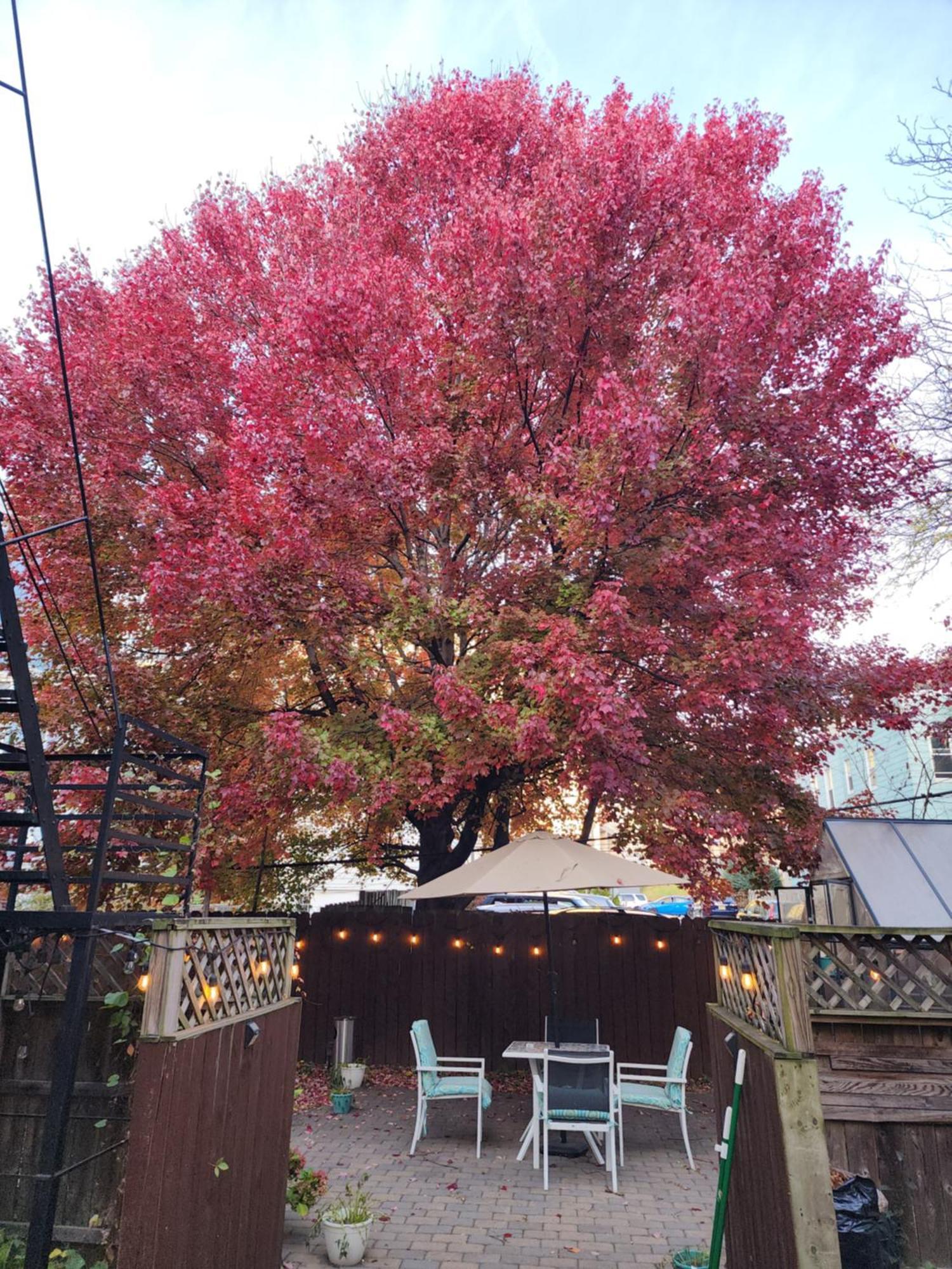 Magnolia Stay Near New York City Jersey City Eksteriør bilde